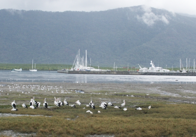 Pelikanen langs de boulevard van Cairns