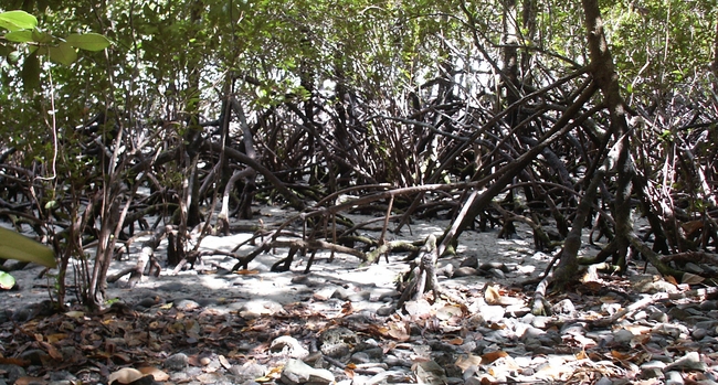 Mangrovebos