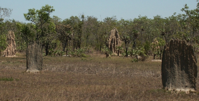 Litchfield NP, magnetische termietenheuvels