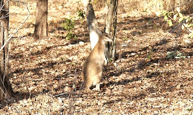 Kakadu NP, kangoeroe