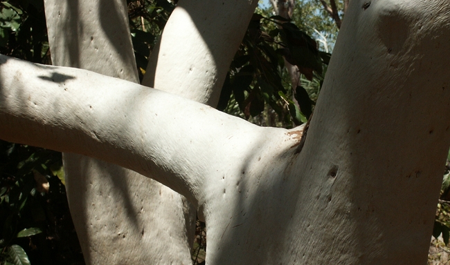 Kakadu NP, witte eucalyptus boom