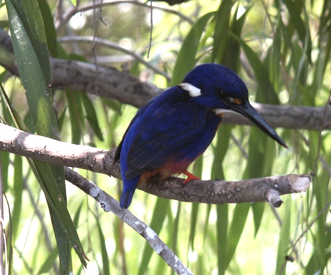 Kakadu NP, Yellow Water, Blue Kingfisher