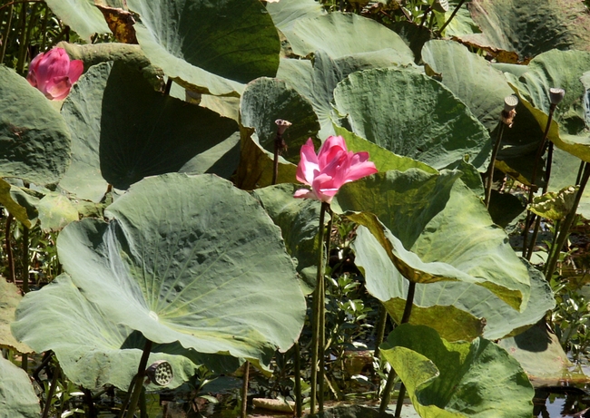 Kakadu NP, Yellow Water, Lotus bloemen