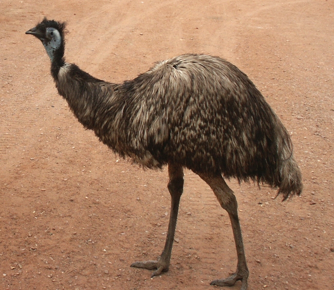 Tilmouth Roadhouse Emu als huisdier