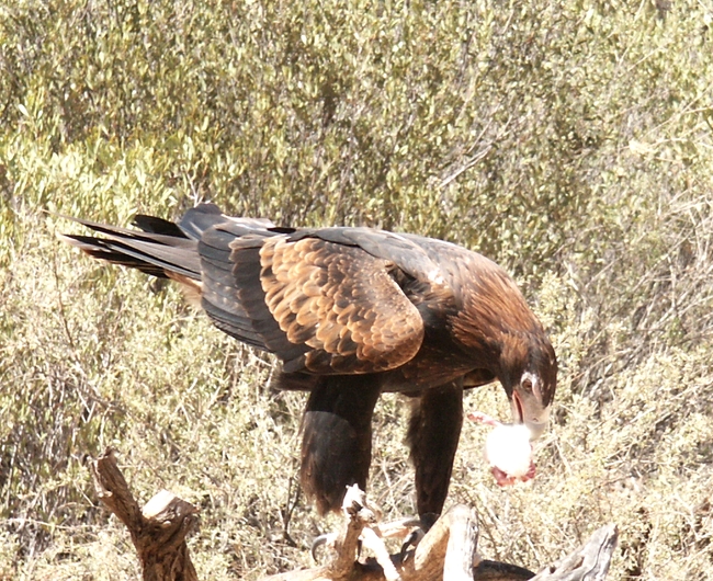 Wedged Tail Eagle