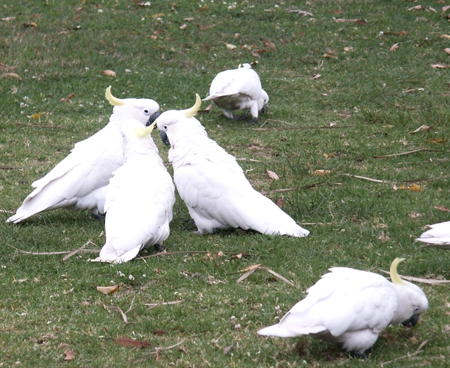 Sydney White Cockatoos