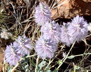 Tanami Desert bloemen
