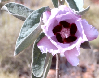 Tanami Desert bloem