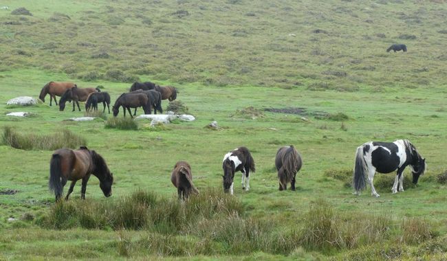 Dartmoor NP, wilde paarden